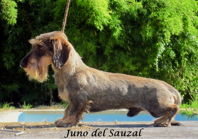 juno del sauzal