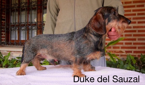 duke del sauzal