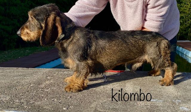 KILOMBO1