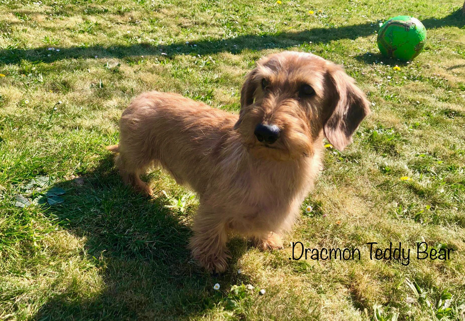 DRACMON TEDDY BEAR